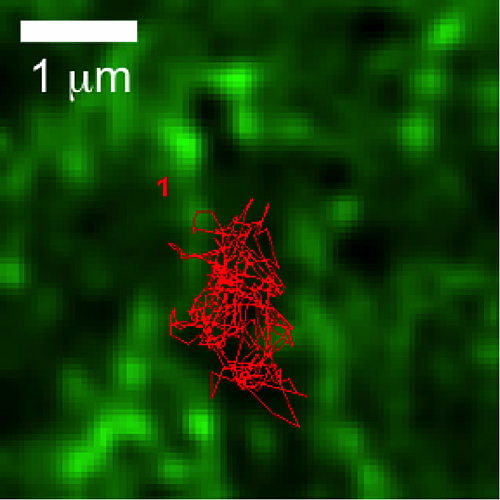 A single quantum-dot-labeled FcεRI receptor trajectory (red) confined within the GFP-labeled cortical actin meshwork (green) in a live mast cell; 1 micron scale bar