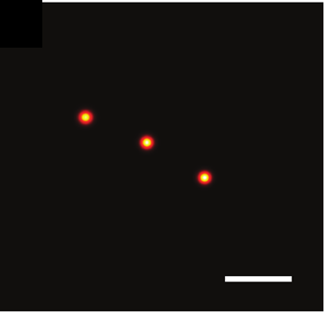 The BaGoL MAPN reconstruction of the same ruler, resolving the three docking sites as individual sharp points