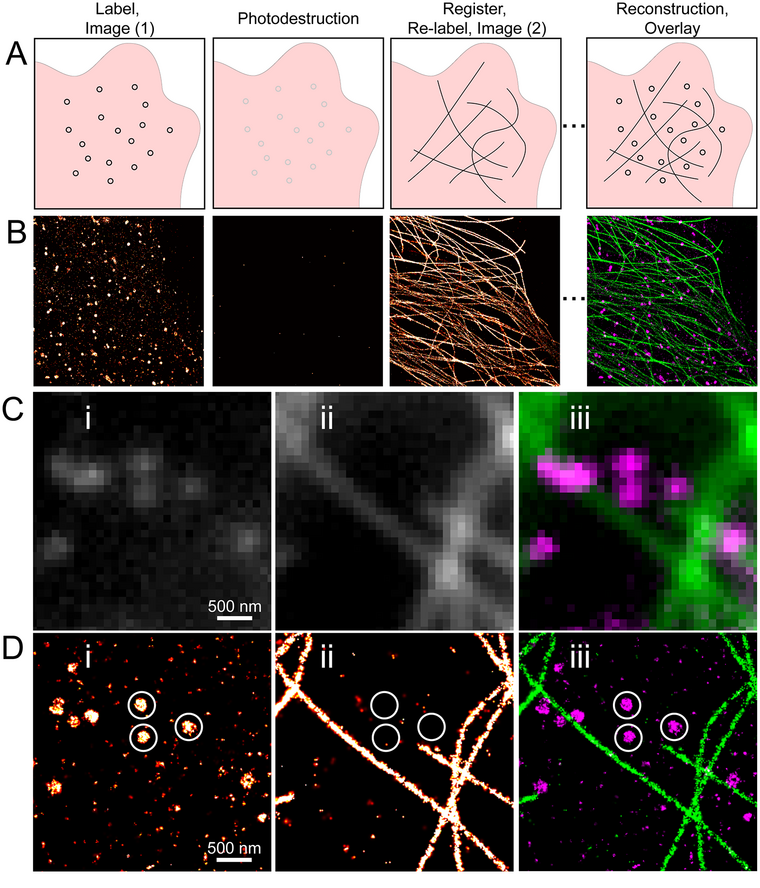 The sequential super-resolution cycle: label and image one target, photo-destroy the label, re-label and image the next, then register and overlay the reconstructions