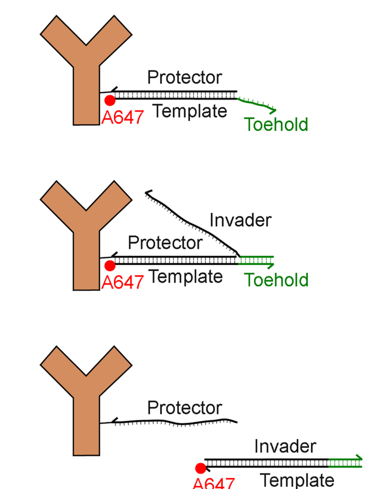 The DNA strand-displacement erase chemistry: an invader strand binds a toehold on the label's template and displaces the protector, gently stripping the dye between rounds